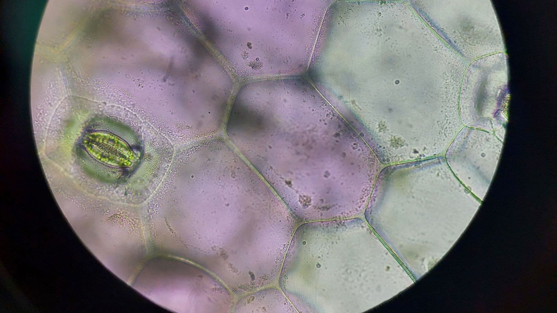 Plant cells microscope