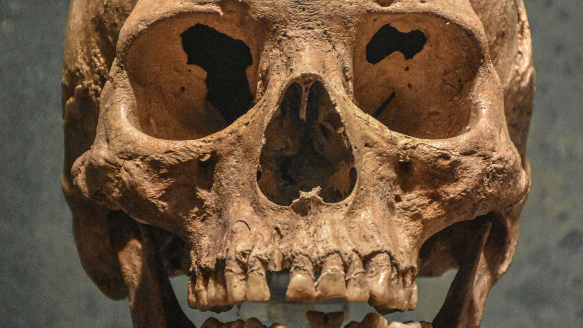 Human evolution skull anthropology